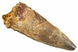 Fossil Spinosaurus Tooth - Real Dinosaur Tooth #343585-1